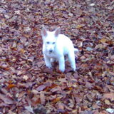 In het bos