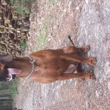 Logan in het bos