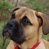 Hey, Dit is onze jongste hond Ruby, ze is nu 6 maand en ze is een echte…