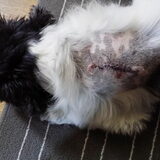 Benji is geopereerd aan een tumor in zijn nek. De wond is aan het…
