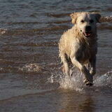Foto van Golden Girls
