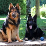 Samen