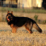 Wandeling in de avondzon