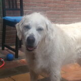 Foto van Golden Girls