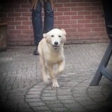 Rennen in de tuin