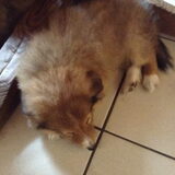Onze scott, gehaald bij de sheltie vereniging