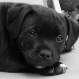 lief he 10 weken