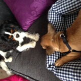 Bowie met Meneer