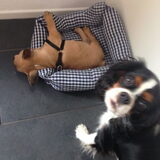 Bowie met Meneer