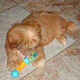 Foto van liesbeth,Turbo,Luna, Levi en Faith