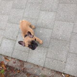 Wandelen
