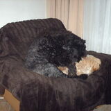 Foto van liesbeth,Turbo,Luna, Levi en Faith