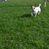 Donderdag foto's van een chihuahua gemaakt s