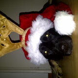 Foto van Linda; Roxy & Buddy