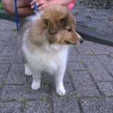 Foto van Sayenna, Tommy & Kayto