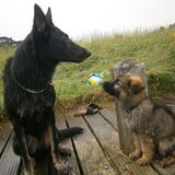 Foto van Linda; Roxy & Buddy