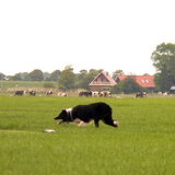 Skeip, 20-07-2014