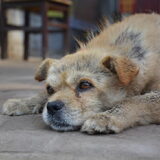 Zwerfhondje in China