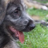 Murphy 9 weken