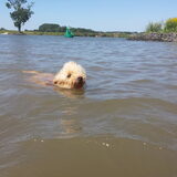 Foto van Inge, baasje van Gina, Flynn en Wobbe