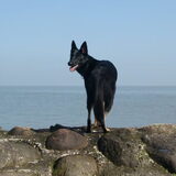Foto van Linda; Roxy & Buddy