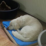 Foto van Golden Girls