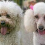 Poedel of labradoodle?? Rutlands Lil Snuggles met lange vacht en getrimd