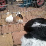 Foto van Angelique; Bruno, Charlie & Fenna