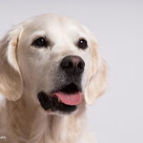Foto van Golden Girls