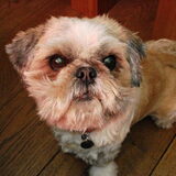 Dit sammy onze shih tzu.