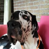 Foto van Pooh en Teigetje