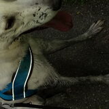 Foto van Hannah + Ginny & Winter