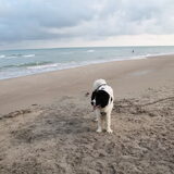 Foto van zonnetje