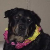 Onze oude Rottweiler Lara ,gestorven sept 2011