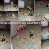 Speelgoedjes?? Xena en haar zot momentje...