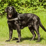 Rosco met zijn tuigje aan :D