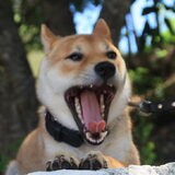 Foto van Sylvia