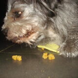 snoepsnackjes van dierenarts die eet ik wel hoor gewoon eten pff vind…