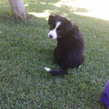 Fito
