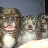boomer (links) chloe (midden) yoni (rechts) foto van vanmorgen genomen…