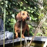 Lodewijck doet niets liever dan rond de vijver in de tuin scharrelen…