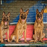 Foto van De Mecheltjes clan