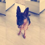 Foto van Cassy met Pepsi, Shana en Mandy