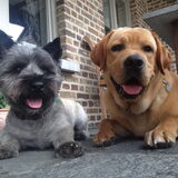 Foto van Goele & Cas