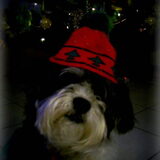sparky bij de kerstboom!!