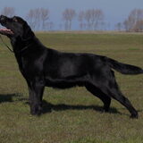 Landor du Bois de la Delle - Vader van onze pup.