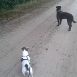 Foto van Liesbeth... Jack - Max † - Blixem