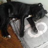 Foto van Heavenly en de hond King (En Marvey en Ginny)