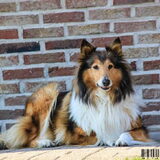 Foto van Laika Lana Lizzy <3