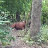 schotse hooglander gespot
